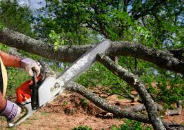 Best Hazardous Tree Removal  in Walbridge, OH